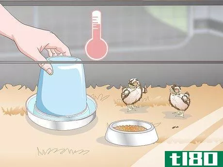 Image titled Care for Quail Chicks Step 11