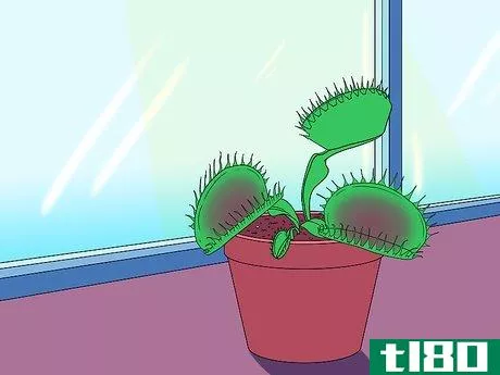 Image titled Care for Venus Fly Traps Step 20