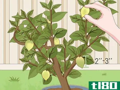 Image titled Care for a Lemon Tree Step 11
