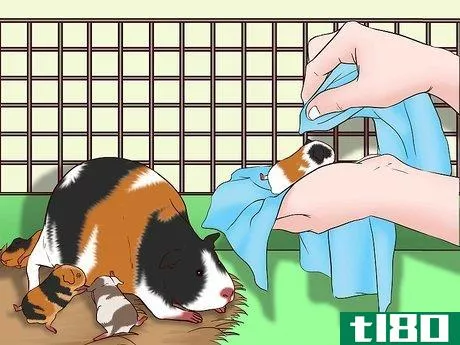 Image titled Care for a Pregnant Guinea Pig Step 30