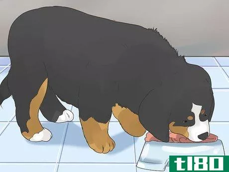 Image titled Care for Bernese Mountain Dogs Step 3
