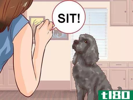 Image titled Care for a Toy Poodle Step 23