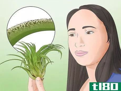 Image titled Care for Air Plants Step 1