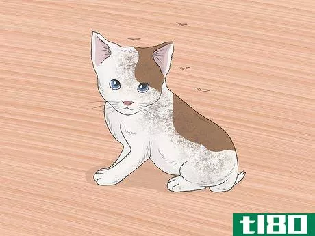 Image titled Bathe a Kitten Step 1