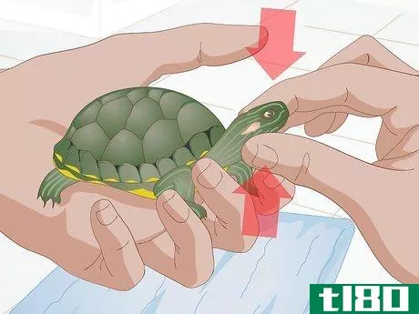Image titled Apply Medication to a Turtle's Eyes Step 4
