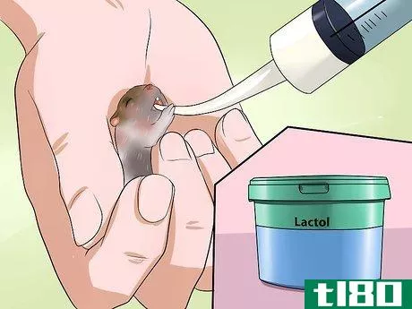Image titled Care for Newborn Hamsters Step 13