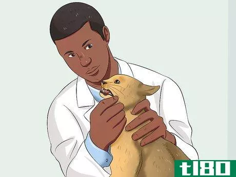 如何照顾阿比西尼亚猫(care for abyssinian cats)