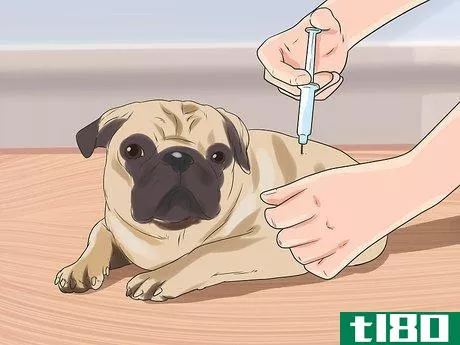 Image titled Breed Pugs Step 7