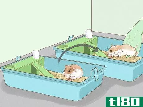 Image titled Breed Hamsters Step 8