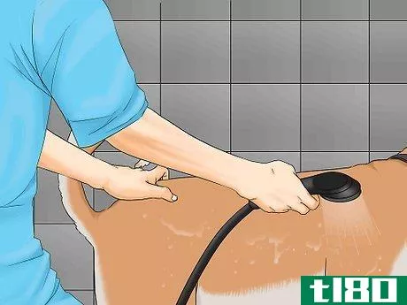 Image titled Bathe a Dog in a Shower Step 13