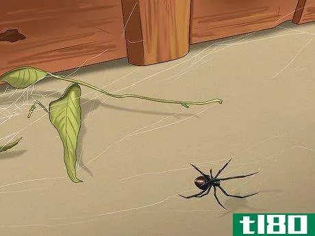 Image titled Avoid Getting Bitten by a Black Widow Step 1