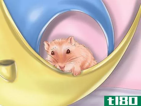 Image titled Care for Roborovski Hamsters Step 20