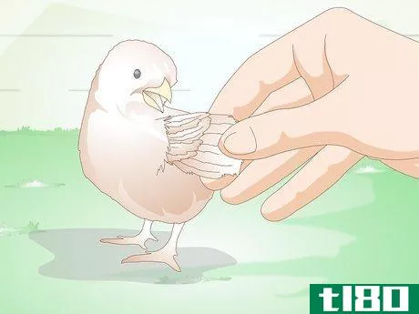 Image titled Care for a Chick Step 14