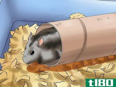 Image titled Care for a Russian Dwarf Hamster Step 12
