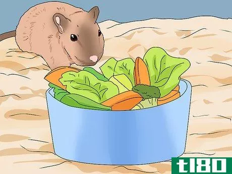 Image titled Buy a Gerbil Step 14