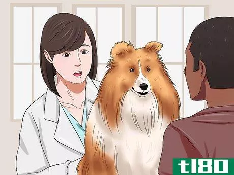 Image titled Care for Shelties Step 2