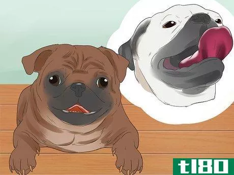 Image titled Breed Pugs Step 4