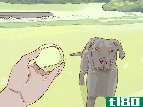Image titled Care for Your Older Dog Step 4