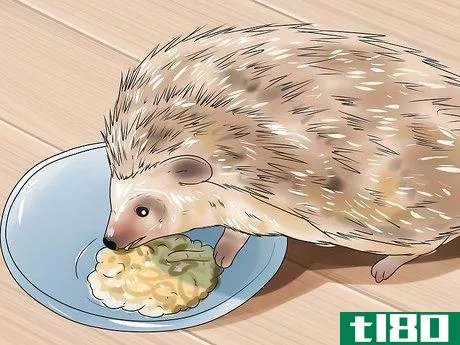 Image titled Care for African Pygmy Hedgehogs Step 5
