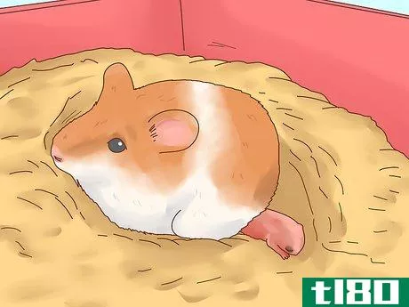 Image titled Care for Hamster Babies Step 9