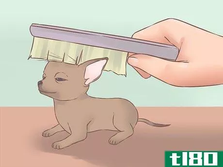 Image titled Care for Your Chihuahua Puppy Step 18