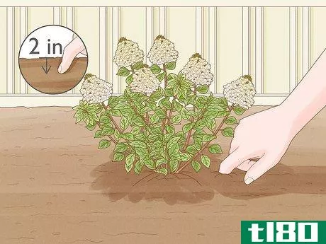 Image titled Care for Limelight Hydrangeas Step 3