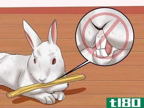 Image titled Care for Florida White Rabbits Step 14