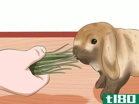 Image titled Care for Holland Lop Rabbits Step 12