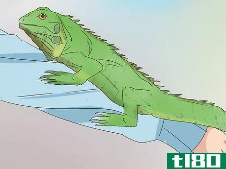 Image titled Buy an Iguana Step 10