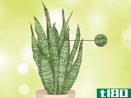 Image titled Care for a Sansevieria or Snake Plant Step 1