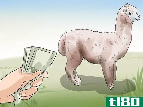 如何饲养羊驼(breed alpacas)