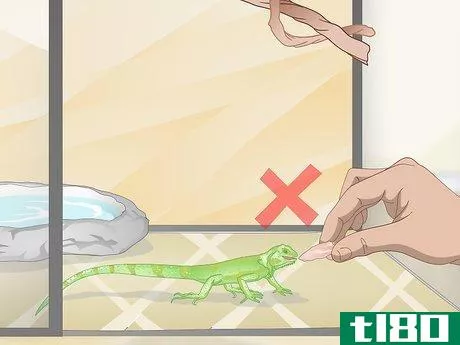 Image titled Care for a Green Iguana Hatchling Step 11