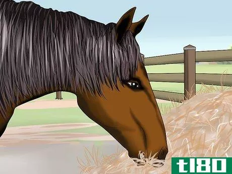 Image titled Breed a Horse Step 10