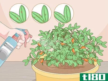 Image titled Care for a Goldfish Plant Step 10