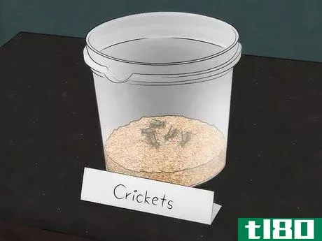 Image titled Care for Live Crickets for Reptiles Step 10
