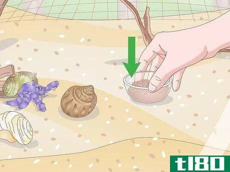 Image titled Care for a Hermit Crab (Purple Pincher) Step 10