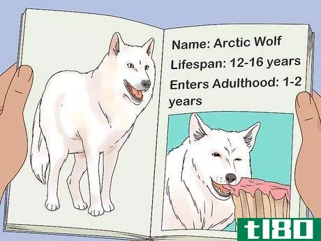 Image titled Become a Wolf Expert Step 3