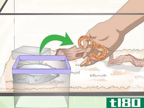 Image titled Care for Baby Cornsnakes Step 5