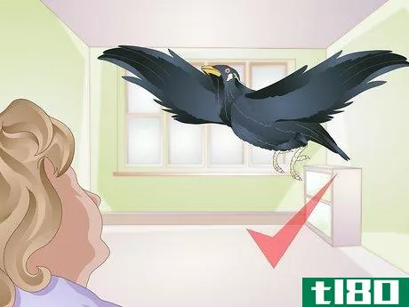 Image titled Raise a Mynah Bird Step 16