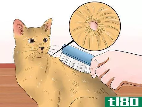 Image titled Care for Abyssinian Cats Step 14