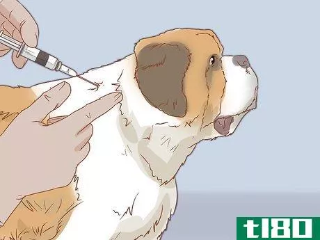 Image titled Care for a Saint Bernard Step 15