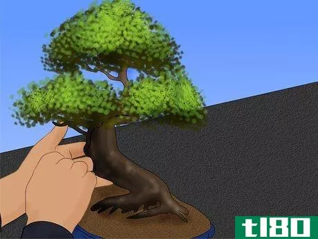 如何护理中国榆树盆景树(care for a chinese elm bonsai tree)