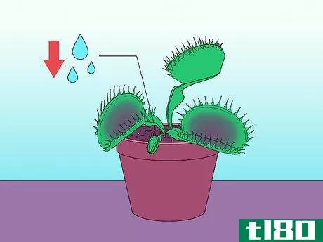 Image titled Care for Venus Fly Traps Step 17