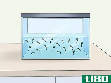 Image titled Care for African Clawed Frog Tadpoles Step 3