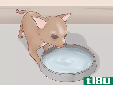 Image titled Care for Your Chihuahua Puppy Step 3