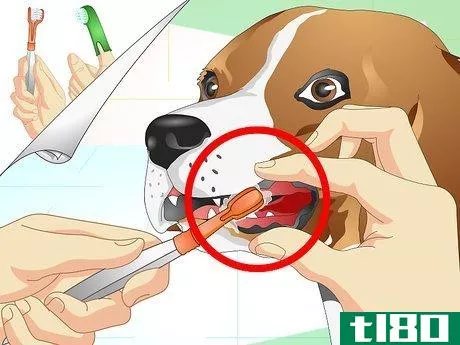 Image titled Care for Beagles Step 11