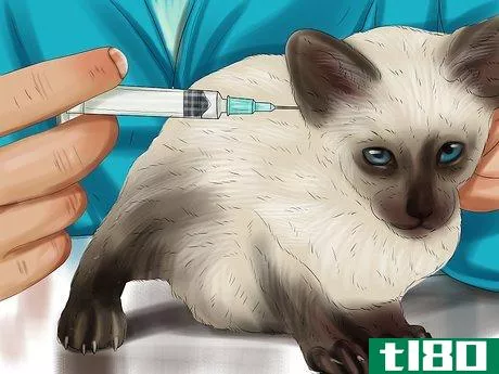 Image titled Care for Siamese Kittens Step 7