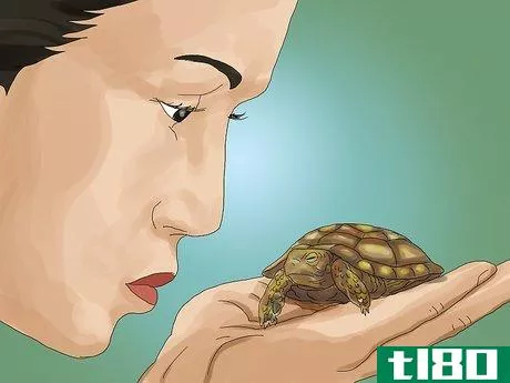 Image titled Care for a Tortoise Step 18