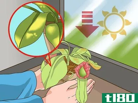 Image titled Care for Nepenthes (Tropical Pitcher Plants) Step 10