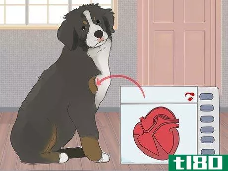 Image titled Care for Bernese Mountain Dogs Step 16